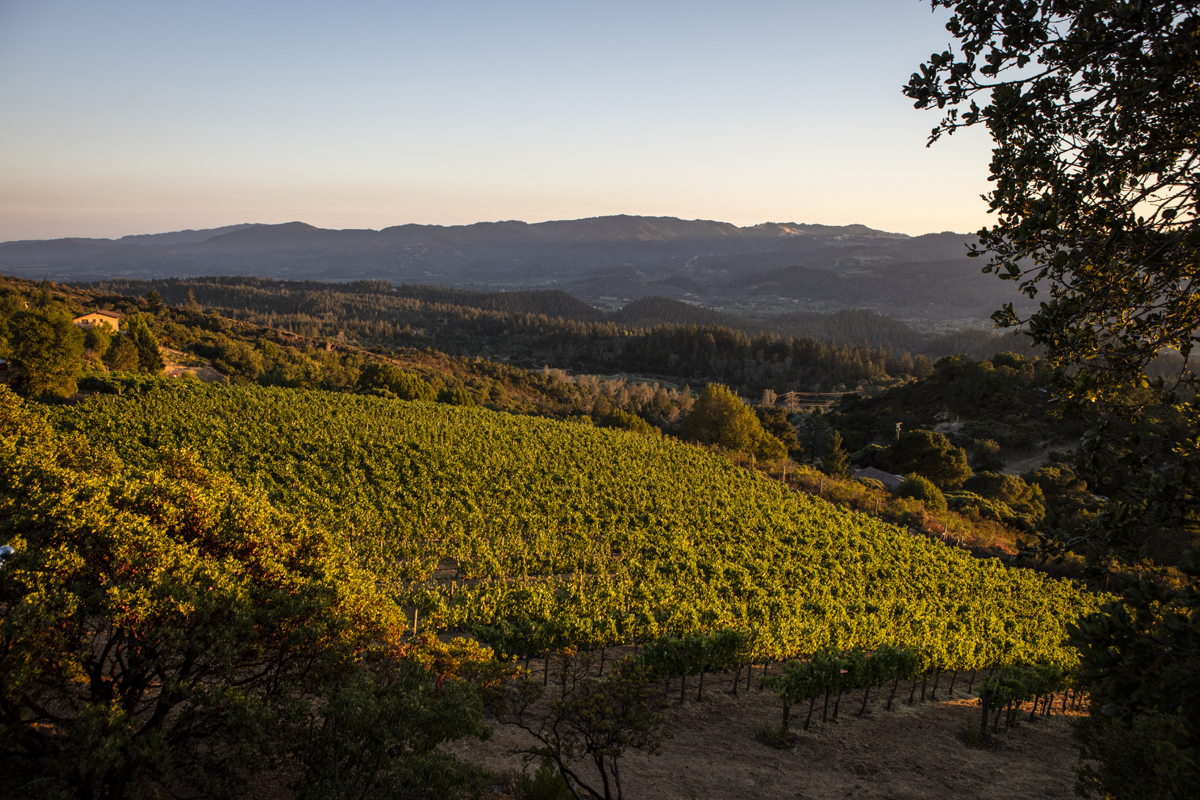 Rows of vines overlooking the Napa Valley hills