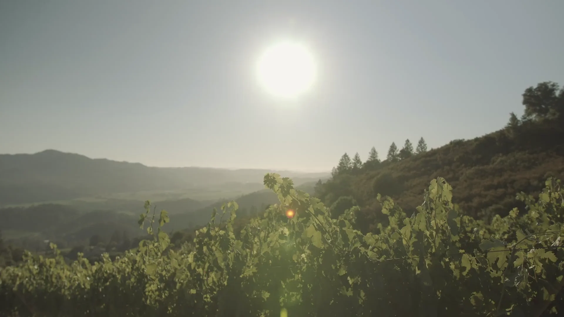 Hertelendy Vineyards, Napa Valley