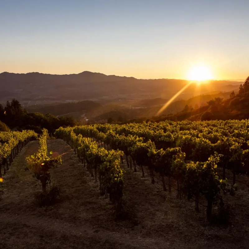 Sunset over Hertelendy's hillside vineyard